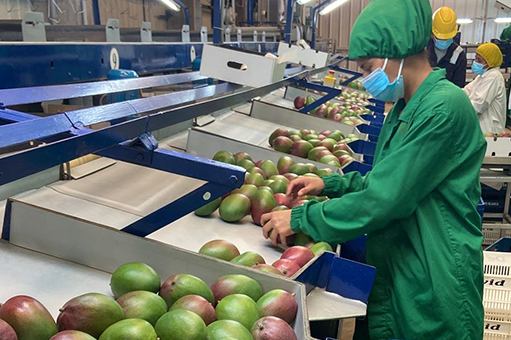 Banner Mangos